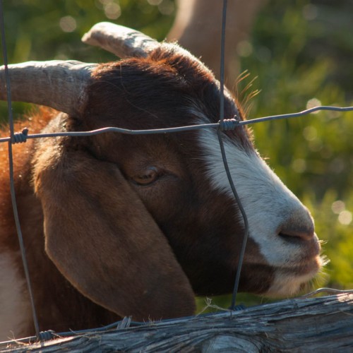 Farm animals